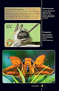 Butterflies. An Illustrated Guide